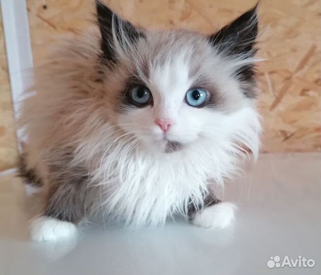 Отдам котят, мальчики