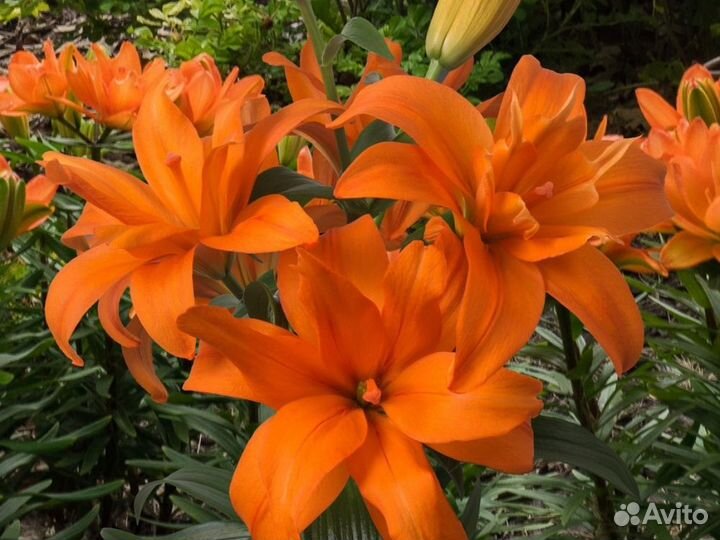 Лилия Scoubidou