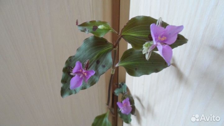 Традесканции сортовые