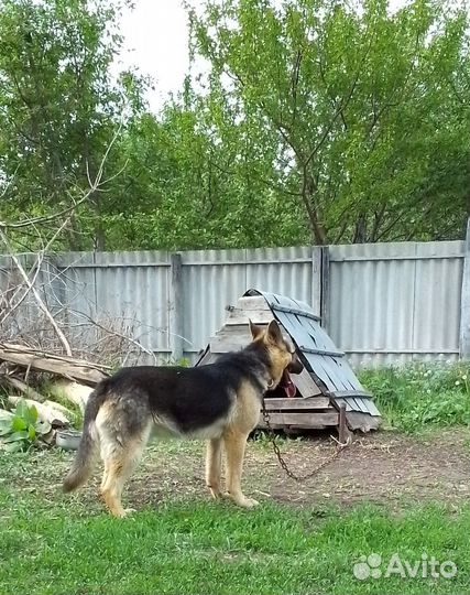 Кобель,вео вязка