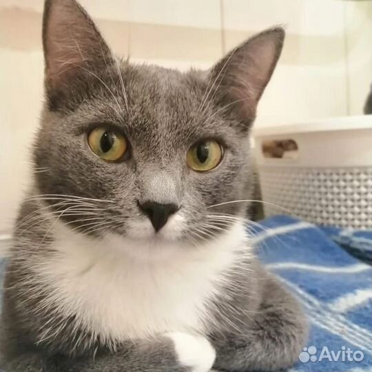 Подростки котики