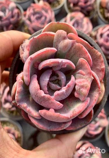 Хойя kerry вариегатная, суккуленты