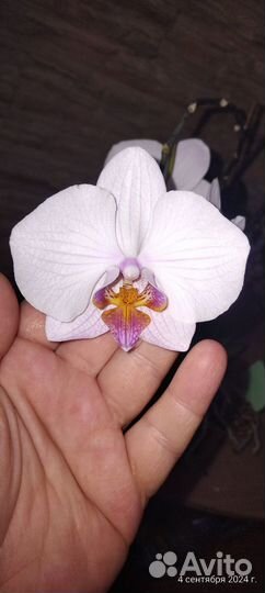Орхидея фаленопсис