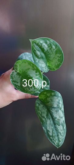 Сциндапсус Экзотика пиктус