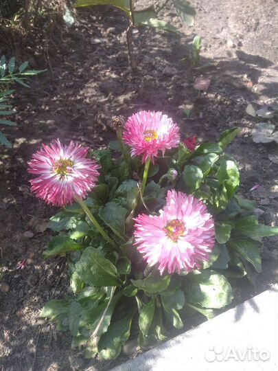 Маргаритки рассада