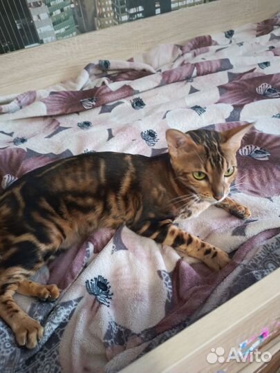 Бенгальская кошка в добрые руки