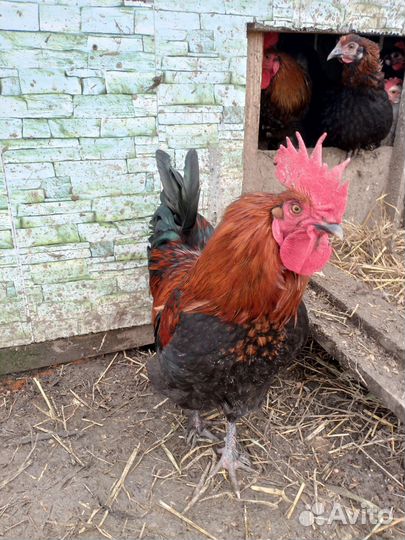 Маран молодые петухи