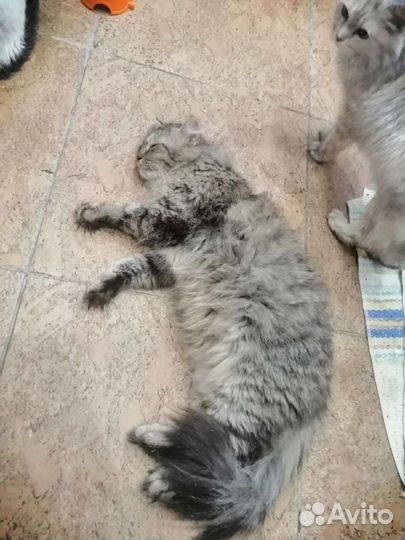 Котик Грей