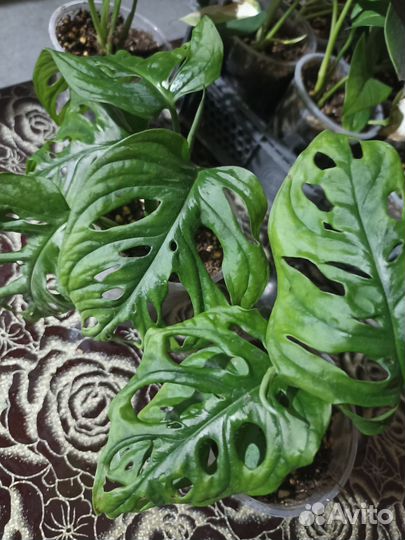 Монстера и сингониум