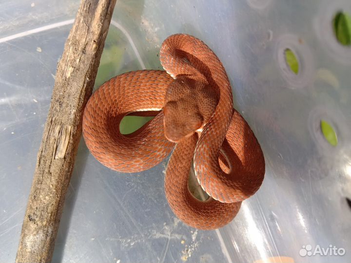 Аренда животных для фотосессии праздников