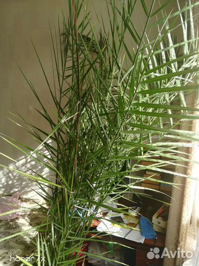 Финиковая пальма