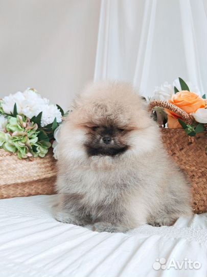 Супер нереальный медведь померанского шпица