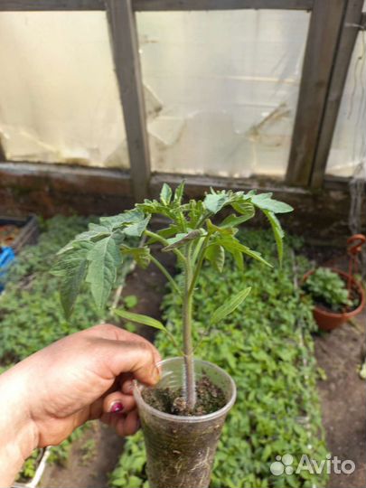 Рассада цветы и овощей