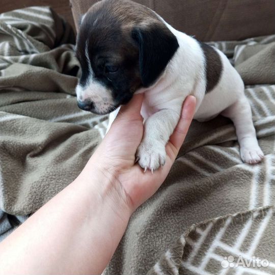 Щенки бесплатно