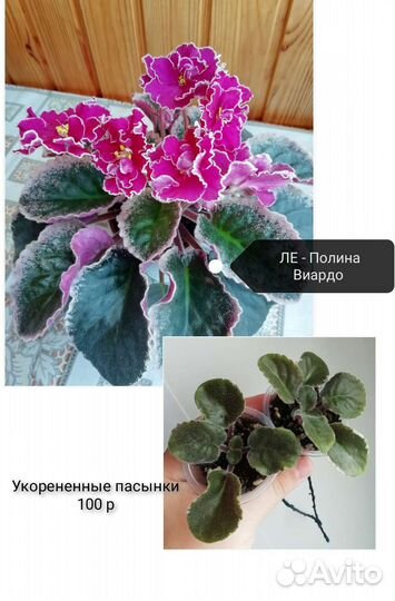 Сортовые фиалки детки