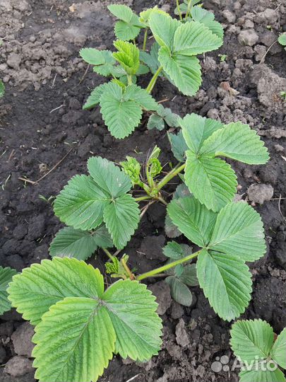 Рассада сладкой клубники