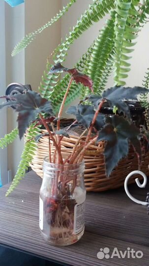 Бегония Клеопатра