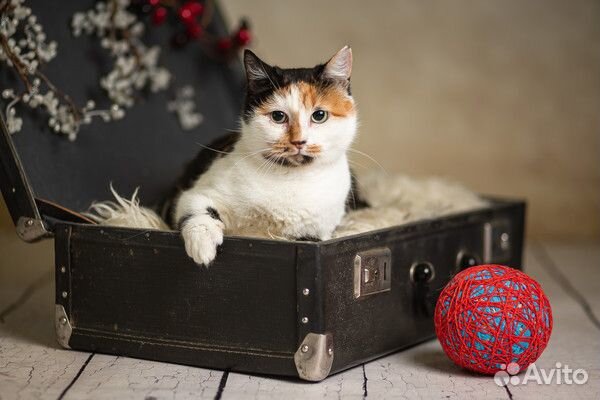 Кошечка Рокси