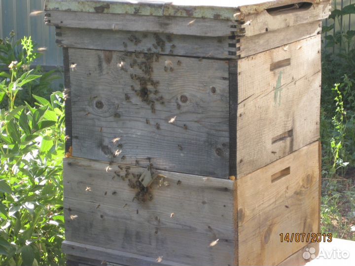 Продаются пчёлы