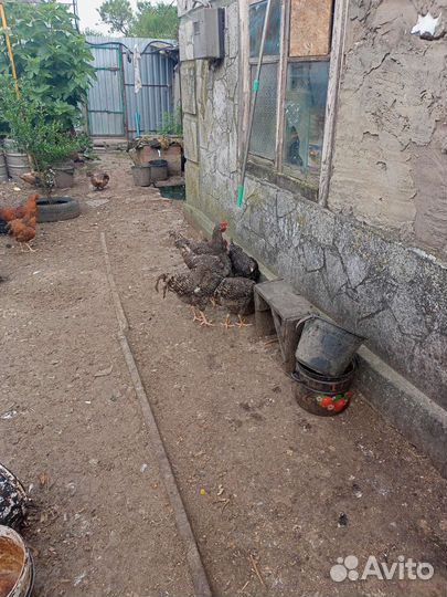 Домашняя птица