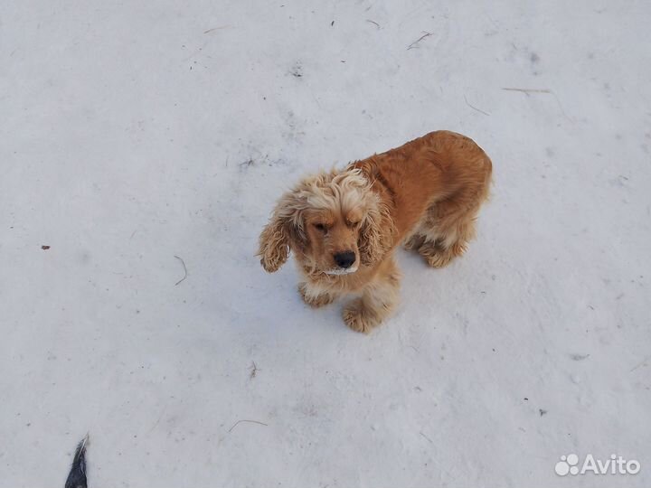 Щенки кокер спаниеля