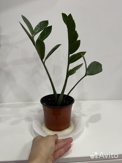 Замиокалькус (долларовое дерево )