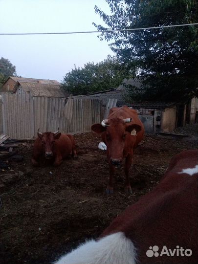 Коровы дойные