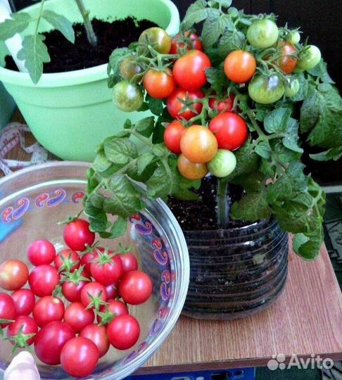 Комнатное растение. Томат комнатный