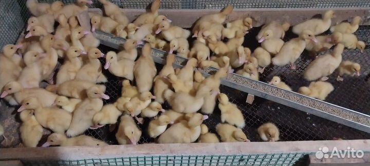 Утки ст5 и старт 53