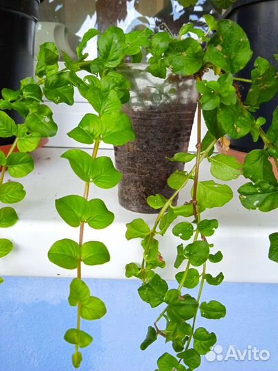 Ампельные растения