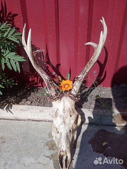 Рога косули