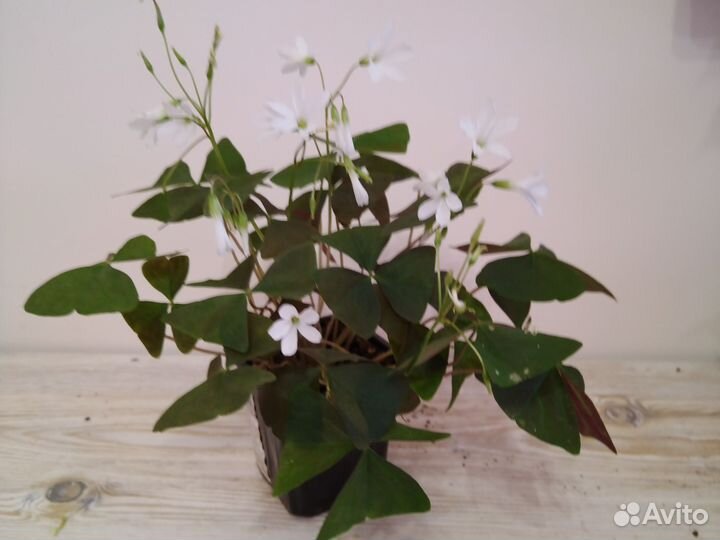 Кислица оксалис