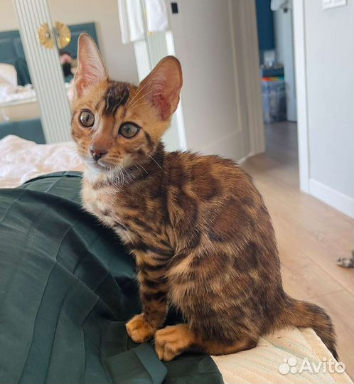 Бенгальские котята