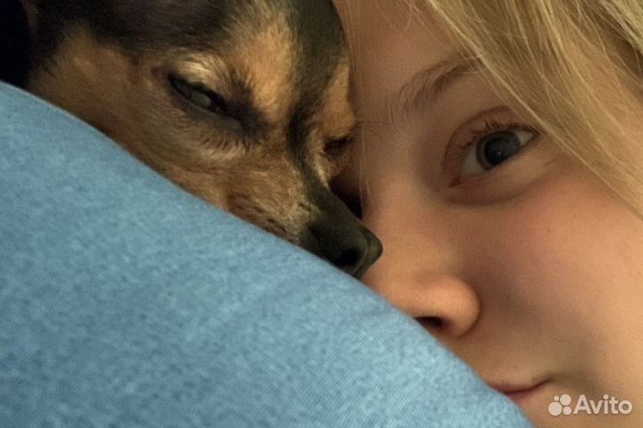 Передержка животных