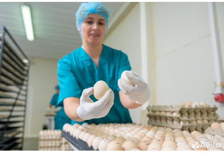 Работа на птицефабрике: регулировка оборудования