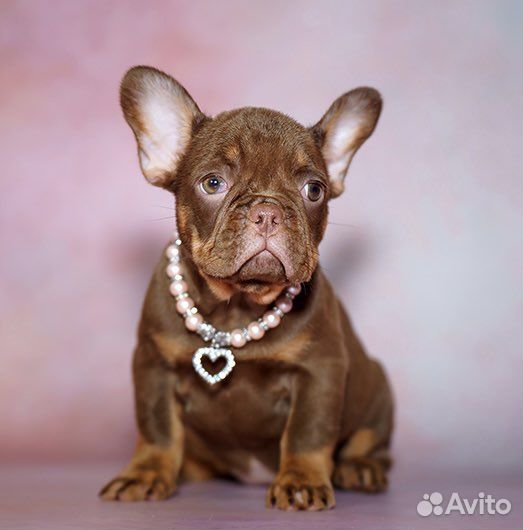 Французский бульдог, девочка
