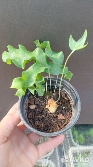 Папоротнки