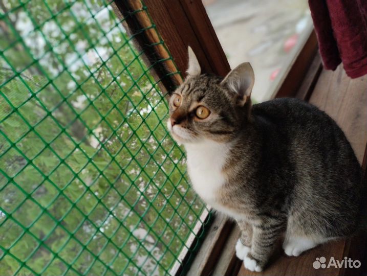 А вы любите ласковых котеек