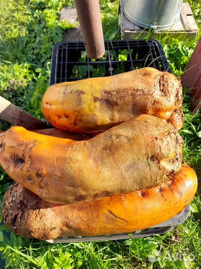 Свекла кормовая, картофель на еду