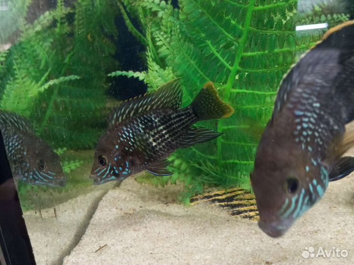 Аквариумные рыбки