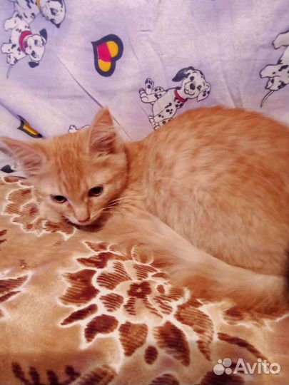 Котик в добрые руки