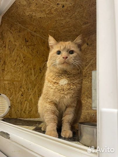 Рыжий кот в дар