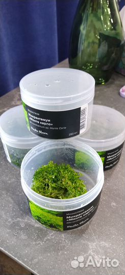 Аквариумные растения