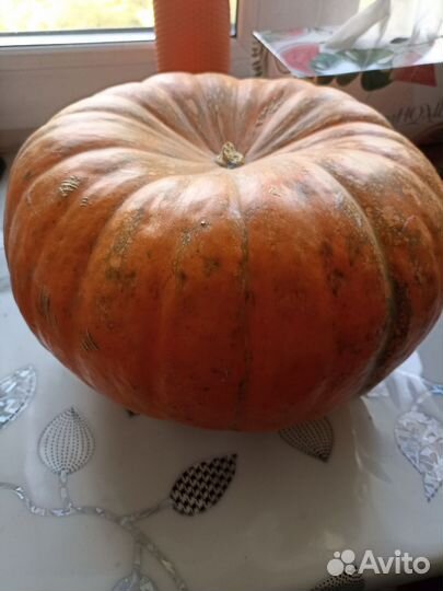 Тыква декоративная голландская, сорт Мускатный