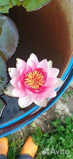 Нимфеи для пруда