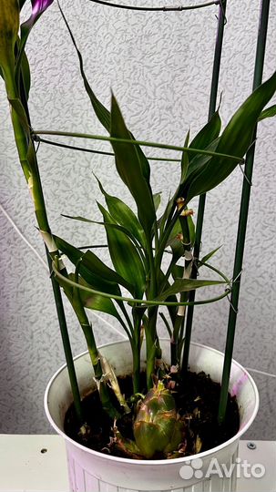 Драцена Сандера