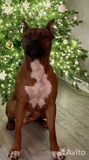 Амстафф Кабель ищет вязку