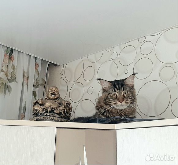 Мэйн кун