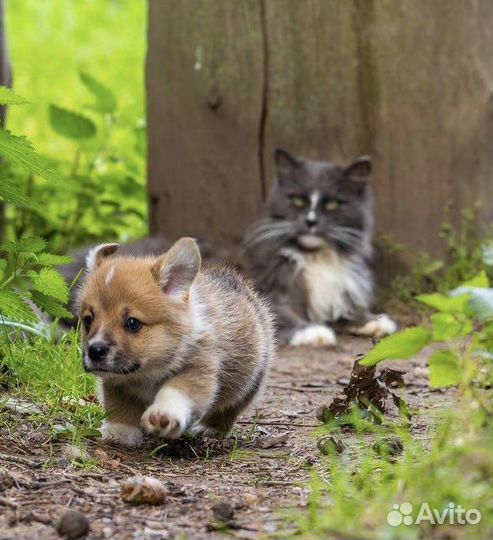 Щенок породы вельш корги пемброк