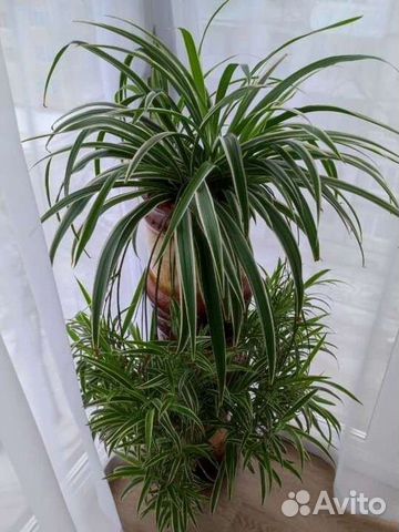 Хлорофитум и сансевиера